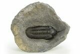 Morocconites Trilobite Fossil - Ofaten, Morocco #310249-3